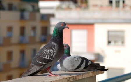 iscrizione contemporanea a due albi professionali
